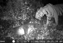 Tiger Attack Chhilfi : चिल्फी के जंगल में बाघ ने गाय को बनाया निवाला, कैमरे में कैद हुआ खौफनाक मंजर