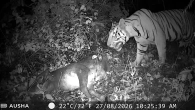 Tiger Attack Chhilfi : चिल्फी के जंगल में बाघ ने गाय को बनाया निवाला, कैमरे में कैद हुआ खौफनाक मंजर