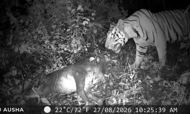 Tiger Attack Chhilfi : चिल्फी के जंगल में बाघ ने गाय को बनाया निवाला, कैमरे में कैद हुआ खौफनाक मंजर