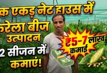 Bitter Gourd Seed Production : एक एकड़ नेट हाउस में करेला बीज उत्पादन, दो सीजन में 5 से 7 लाख तक कमाई