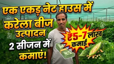 Bitter Gourd Seed Production : एक एकड़ नेट हाउस में करेला बीज उत्पादन, दो सीजन में 5 से 7 लाख तक कमाई