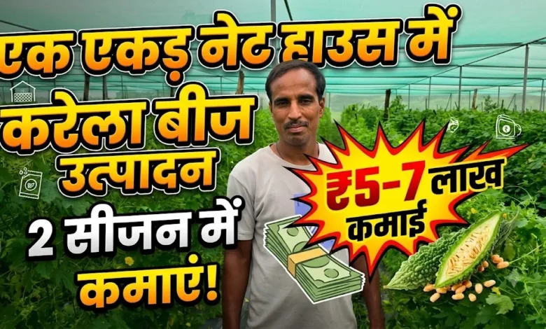 Bitter Gourd Seed Production : एक एकड़ नेट हाउस में करेला बीज उत्पादन, दो सीजन में 5 से 7 लाख तक कमाई