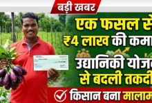 Horticulture Scheme : एक फसल से 4 लाख की कमाई, उद्यानिकी योजना ने किसान की बदल दी पूरी तस्वीर