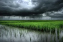 Weather Update Chhattisgarh : मानसून की विदाई से पहले बदला मौसम, तेज हवा और बूंदाबांदी से किसान चिंतित