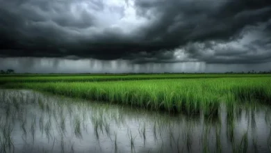 Weather Update Chhattisgarh : मानसून की विदाई से पहले बदला मौसम, तेज हवा और बूंदाबांदी से किसान चिंतित