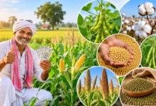 Krishak Unnati Yojana : खुशखबरी! किसानों को मिलेंगे 15 हजार रुपये प्रति एकड़, जानें कैसे करें आवेदन और कब तक है मौका