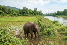 Elephant Calf Death : दल से बिछड़े हाथी के बच्चे की दलदल में फंसकर मौत