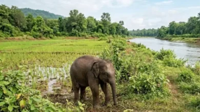 Elephant Calf Death : दल से बिछड़े हाथी के बच्चे की दलदल में फंसकर मौत
