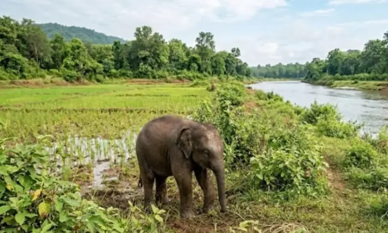 Elephant Calf Death : दल से बिछड़े हाथी के बच्चे की दलदल में फंसकर मौत