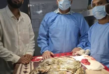 Python Tumor Surgery : अजगर के मुंह में 200 ग्राम का ट्यूमर, साढ़े तीन घंटे चले आपरेशन ने दी नई जिंदगी