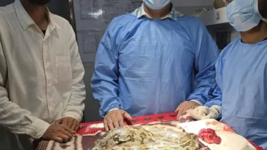 Python Tumor Surgery : अजगर के मुंह में 200 ग्राम का ट्यूमर, साढ़े तीन घंटे चले आपरेशन ने दी नई जिंदगी