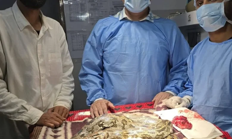 Python Tumor Surgery : अजगर के मुंह में 200 ग्राम का ट्यूमर, साढ़े तीन घंटे चले आपरेशन ने दी नई जिंदगी