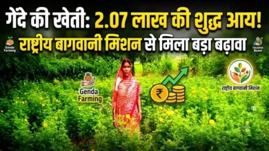 Genda Farming : राष्ट्रीय बागवानी मिशन से गेंदे की खेती को बढ़ावा, प्रति एकड़ 2.07 लाख की शुद्ध आय
