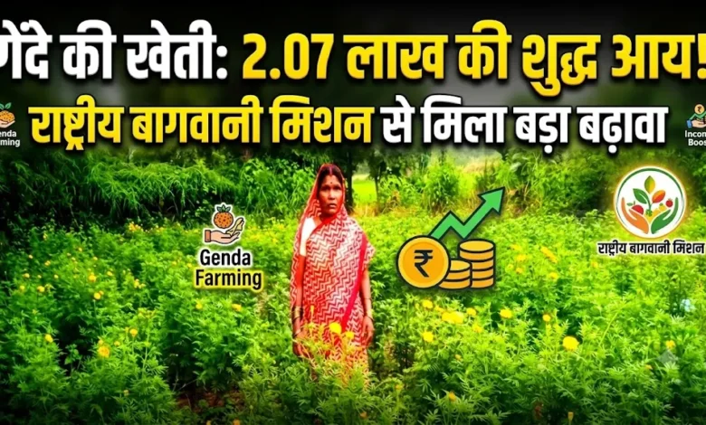 Genda Farming : राष्ट्रीय बागवानी मिशन से गेंदे की खेती को बढ़ावा, प्रति एकड़ 2.07 लाख की शुद्ध आय
