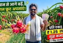 Dragon Fruit Farming : धान से आगे बढ़कर ड्रैगन फ्रूट की खेती, प्रति एकड़ 1.25 लाख रुपये की शुद्ध कमाई