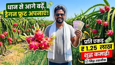 Dragon Fruit Farming : धान से आगे बढ़कर ड्रैगन फ्रूट की खेती, प्रति एकड़ 1.25 लाख रुपये की शुद्ध कमाई