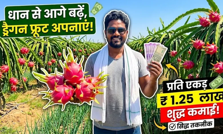 Dragon Fruit Farming : धान से आगे बढ़कर ड्रैगन फ्रूट की खेती, प्रति एकड़ 1.25 लाख रुपये की शुद्ध कमाई
