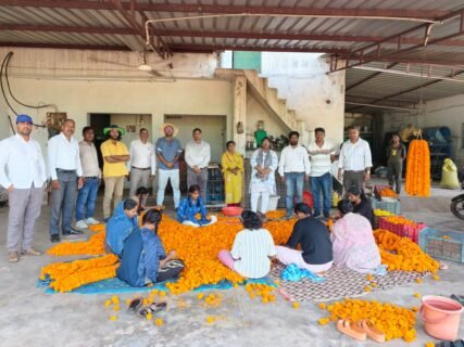 Marigold Farming Baloda Bazar : छत्तीसगढ़ में गेंदा फूल की खेती से किसान कमा रहे लाखों, 120 रुपये किलो बिक रहे फूल से एक एकड़ में 1.5 लाख तक लाभ