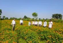 Marigold Farming Baloda Bazar : छत्तीसगढ़ में गेंदा फूल की खेती से किसान कमा रहे लाखों, 120 रुपये किलो बिक रहे फूल से एक एकड़ में 1.5 लाख तक लाभ