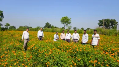 Marigold Farming Baloda Bazar : छत्तीसगढ़ में गेंदा फूल की खेती से किसान कमा रहे लाखों, 120 रुपये किलो बिक रहे फूल से एक एकड़ में 1.5 लाख तक लाभ