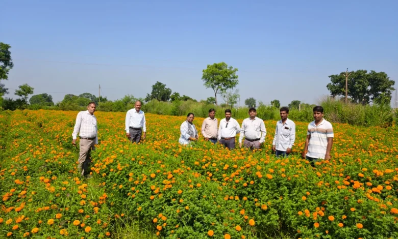 Marigold Farming Baloda Bazar : छत्तीसगढ़ में गेंदा फूल की खेती से किसान कमा रहे लाखों, 120 रुपये किलो बिक रहे फूल से एक एकड़ में 1.5 लाख तक लाभ