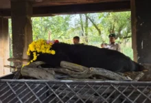 Himalayan Bear Death : नंदनवन जंगल सफारी में 25 वर्षीय मादा हिमालयन भालू ‘फफोरी’ की मौत
