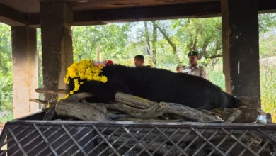 Himalayan Bear Death : नंदनवन जंगल सफारी में 25 वर्षीय मादा हिमालयन भालू ‘फफोरी’ की मौत