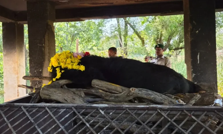 Himalayan Bear Death : नंदनवन जंगल सफारी में 25 वर्षीय मादा हिमालयन भालू ‘फफोरी’ की मौत