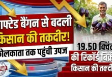 Grafted Brinjal Farming : ग्राफ्टेड बैंगन ने किसान की बदली तकदीर, कोलकाता तक पहुंची उपज; 19.50 क्विंटल की बिक्री