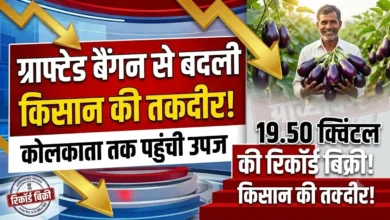 Grafted Brinjal Farming : ग्राफ्टेड बैंगन ने किसान की बदली तकदीर, कोलकाता तक पहुंची उपज; 19.50 क्विंटल की बिक्री