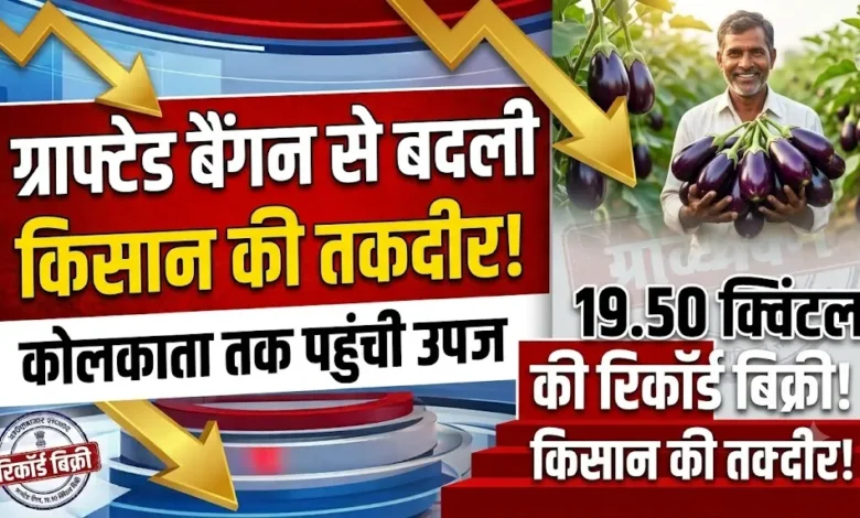 Grafted Brinjal Farming : ग्राफ्टेड बैंगन ने किसान की बदली तकदीर, कोलकाता तक पहुंची उपज; 19.50 क्विंटल की बिक्री