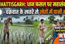Chhattisgarh Dhaan Crop Alert : चक्रवात के खतरे से धान की फसल पर संकट, खेतों में भरा पानी, किसानों को दी गई ये सलाह