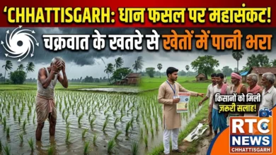 Chhattisgarh Dhaan Crop Alert : चक्रवात के खतरे से धान की फसल पर संकट, खेतों में भरा पानी, किसानों को दी गई ये सलाह