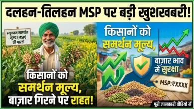 Pulses and Oilseeds MSP : दलहन-तिलहन की खेती करने वाले किसानों को मिलेगा समर्थन मूल्य, बाजार में भाव गिरने पर मिलेगी राहत