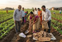 Ginger Farming in Chhattisgarh : धान छोड़ अदरक की खेती से बढ़ाएं कमाई, प्रति एकड़ 15 हजार रुपये प्रोत्साहन का प्रविधान