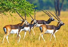 Gomarda Wildlife Sanctuary : 50 काले हिरणों से बढ़ेगी गोमर्डा की रौनक, जंगल सफारी को मिली मंजूरी