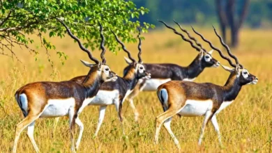 Gomarda Wildlife Sanctuary : 50 काले हिरणों से बढ़ेगी गोमर्डा की रौनक, जंगल सफारी को मिली मंजूरी