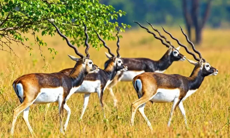 Gomarda Wildlife Sanctuary : 50 काले हिरणों से बढ़ेगी गोमर्डा की रौनक, जंगल सफारी को मिली मंजूरी