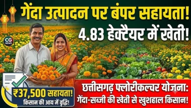 Chhattisgarh Floriculture Scheme : किसान ने 4.83 हेक्टेयर में अपनाई फूल-सब्जियों की खेती, गेंदा उत्पादन पर मिल रही 37,500 रुपये की सहायता