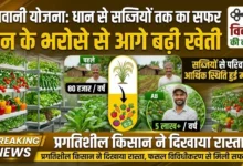 Horticulture Scheme : धान के भरोसे से आगे बढ़ी खेती, सब्जियों से परिवार की आर्थिक स्थिति हुई मजबूत