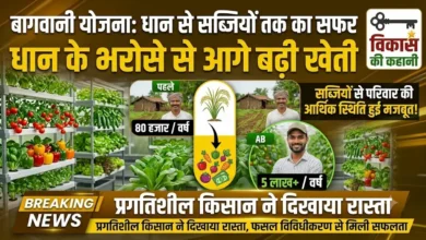 Horticulture Scheme : धान के भरोसे से आगे बढ़ी खेती, सब्जियों से परिवार की आर्थिक स्थिति हुई मजबूत