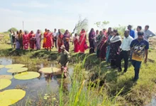 Makhana Farming : मखाना की खेती से आत्मनिर्भर बन रहीं महिलाएं, 29 एकड़ में शुरू हुआ संग्रहण