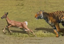 Tiger Deer Viral Video : इसे कहते हैं मौत को छूकर वापस आना...! देखें, हिरण ने बाघ को कैसे दिया चकमा