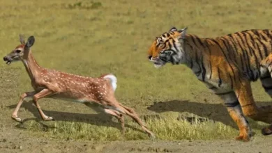 Tiger Deer Viral Video : इसे कहते हैं मौत को छूकर वापस आना...! देखें, हिरण ने बाघ को कैसे दिया चकमा
