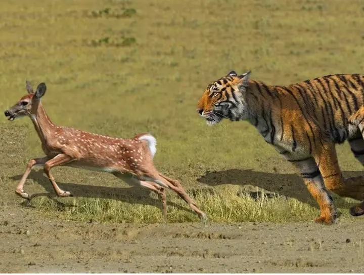 Tiger Deer Viral Video : इसे कहते हैं मौत को छूकर वापस आना…! देखें, हिरण ने बाघ को कैसे दिया चकमा