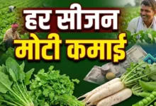 Vegetable Farming Profit : 50 हजार लगाकर उगाएं 4 सब्जियां, हर सीजन कमाई का समझें पूरा गणित