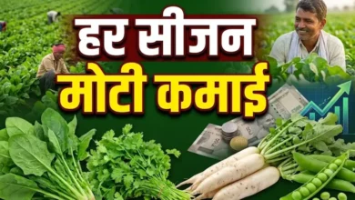 Vegetable Farming Profit : 50 हजार लगाकर उगाएं 4 सब्जियां, हर सीजन कमाई का समझें पूरा गणित