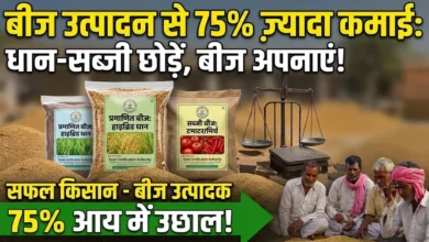 Seed Production Farming : धान-सब्जी छोड़ बीज उत्पादन अपनाया, प्रति एकड़ कमाई में 75% का उछाल