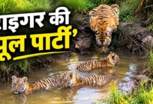Tiger Cubs Viral Video : कीचड़ के पानी में टाइगर के बच्चों की ‘पूल पार्टी’, मां की निगरानी ने जीता दिल