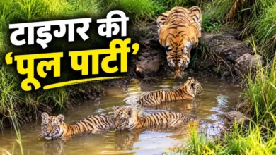 Tiger Cubs Viral Video : कीचड़ के पानी में टाइगर के बच्चों की ‘पूल पार्टी’, मां की निगरानी ने जीता दिल